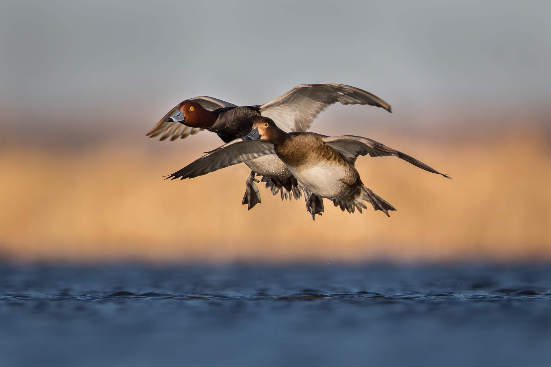 Your Guide to the Florida Hunting Calendar